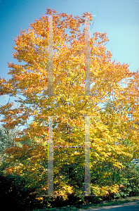 Picture of Fagus grandifolia 