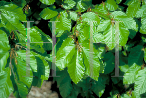 Picture of Fagus sylvatica 