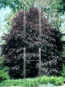 Picture of Fagus sylvatica 'Atropunicea (Purpurea)'