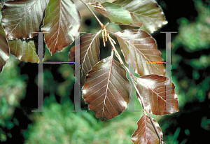 Picture of Fagus sylvatica 'Atropunicea (Purpurea)'