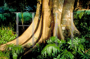 Picture of Ficus aurea 