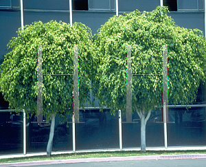 Picture of Ficus benjamina 