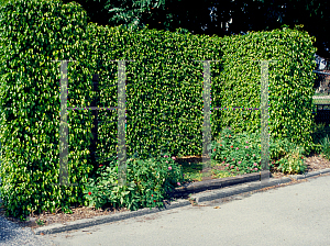 Picture of Ficus benjamina 