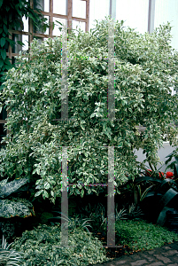 Picture of Ficus benjamina 'Jacqueline'