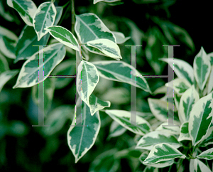 Picture of Ficus benjamina 'Jacqueline'