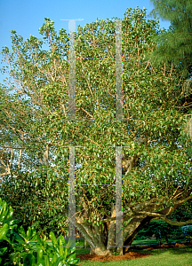 Picture of Ficus citrifolia 