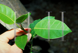 Picture of Ficus citrifolia 