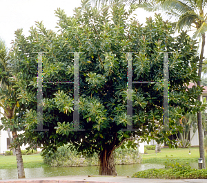 Picture of Ficus elastica 
