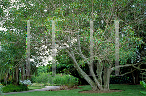 Picture of Ficus religiosa 