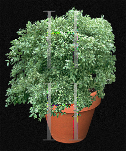 Picture of Ficus benjamina 'Jacqueline'