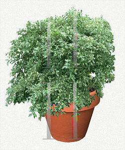 Picture of Ficus benjamina 'Jacqueline'