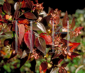 Picture of Abelia x grandiflora 