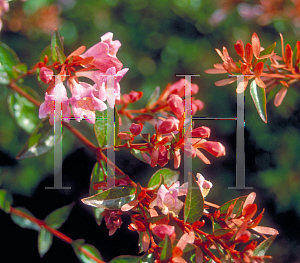 Picture of Abelia  'Edward Goucher'