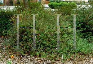 Picture of Abelia zanderi 'Sherwoodii'