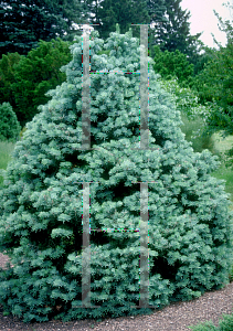 Picture of Abies concolor 'Compacta'