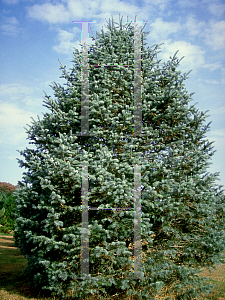 Picture of Abies concolor 'Argentea'