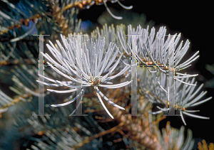 Picture of Abies concolor 'Argentea'