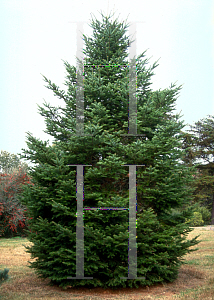 Picture of Abies holophylla 