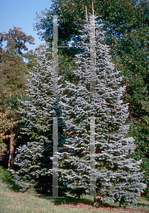 Picture of Abies lasiocarpa ssp. arizonica 