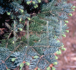 Picture of Abies lasiocarpa ssp. arizonica '~Species'