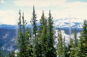 Picture of Abies lasiocarpa 