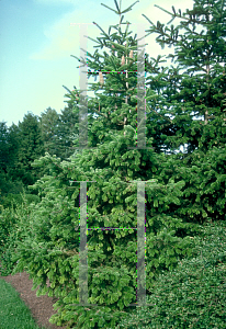 Picture of Abies nordmanniana 'Tortifolia'