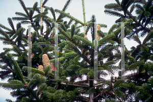 Picture of Abies nordmanniana 'Tortifolia'