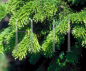 Picture of Abies nordmanniana 'Tortifolia'