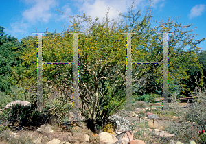 Picture of Acacia farnesiana 