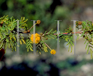 Picture of Acacia farnesiana 