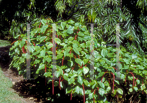 Picture of Acalypha hispida 