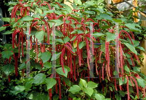 Picture of Acalypha hispida 