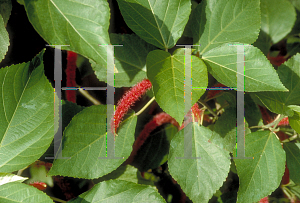 Picture of Acalypha hispida 