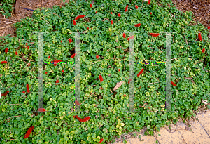 Picture of Acalypha pendula 