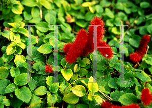 Picture of Acalypha pendula 