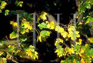 Picture of Acer campestre var. austriacum 