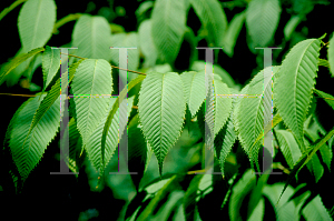Picture of Acer carpinifolium 