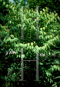 Picture of Acer carpinifolium 