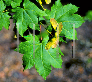 Picture of Acer circinatum '~Species'