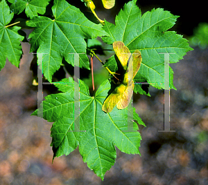 Picture of Acer circinatum 