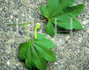 Picture of Acer circinatum 