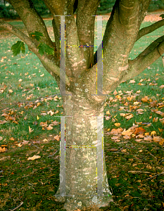 Picture of Acer diabolicum '~Species'