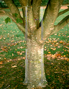 Picture of Acer diabolicum 