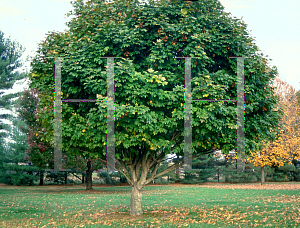 Picture of Acer diabolicum 