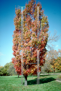 Picture of Acer x freemanii 'Armstrong'