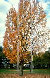 Picture of Acer x freemanii 'Armstrong'