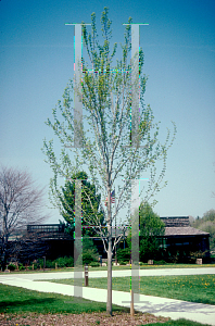 Picture of Acer x freemanii 'Armstrong'