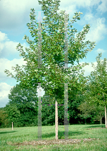 Picture of Acer x freemanii 'Jeffersred (Autumn Blaze)'