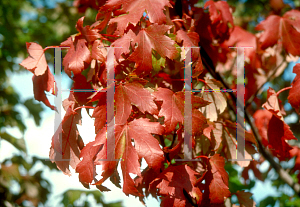 Picture of Acer x freemanii 'Jeffersred (Autumn Blaze)'