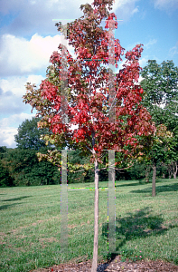 Picture of Acer x freemanii 'Jeffersred (Autumn Blaze)'